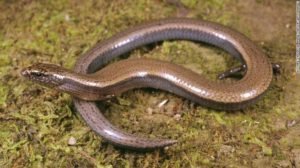 Skinks on the (Evolutionary) Move!