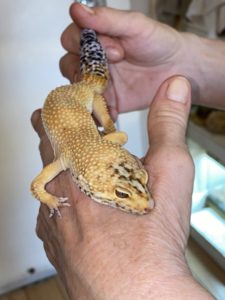 Kiko, the leopard gecko