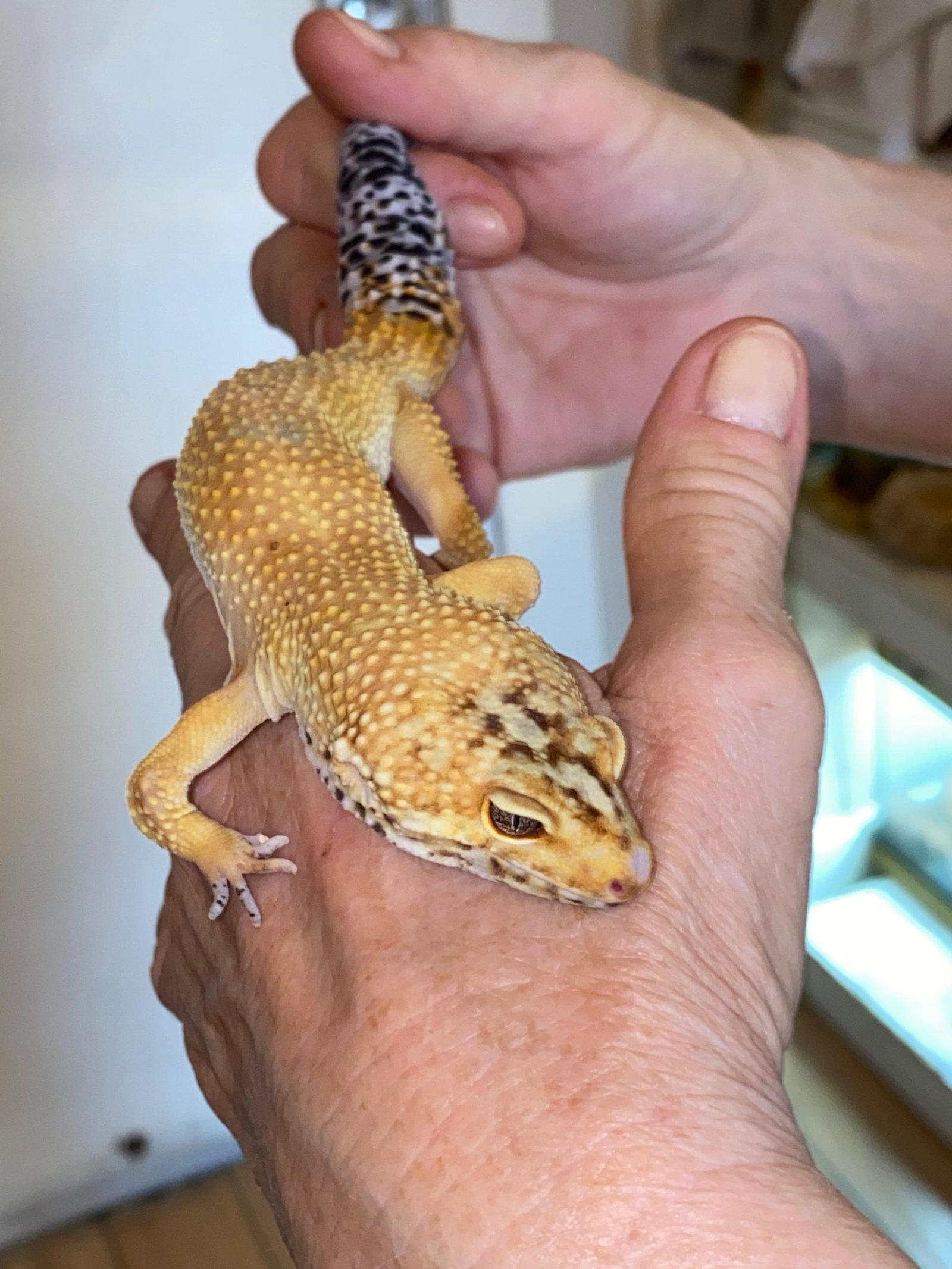 Kiko The Leopard Gecko Reptile And Amphibian Rescue Network
