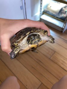 Stumpy, the red-eared slider