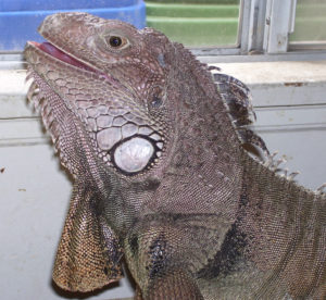 Iguana Smiling