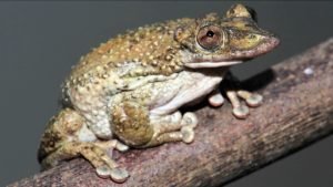 Move Over, Murder Hornets! We've Got... Venomous Frogs?