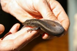 Skink On The Brink