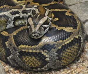 Respect for pythons? Snakes may hold key to treating disease