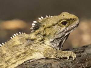 Tuataras In The Spotlight Again