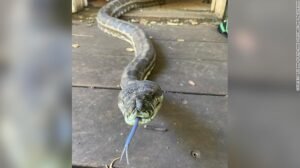 Should These Pythons Be Called On the Carpet?