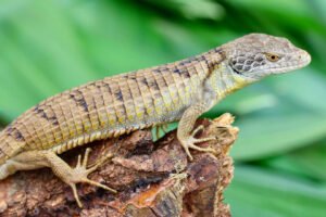 A New Lizard Cousin South of the Border