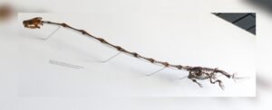 It’s a pterosaur! It’s a giraffe! No, wait, it’s a…trap?