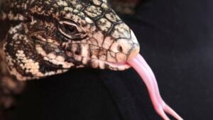 Speaking in Tongues: Ze Frank’s Hilarious and Informative YouTube Reptile Post