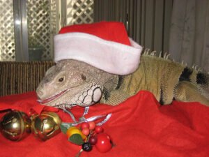Holiday Greetings (and a Word of Warning)