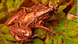Gulliver’s Amphibian Travels? Among Other Rare Species in Bolivia, Scientists Discover the Tiniest Frog