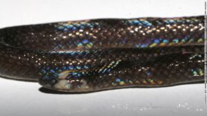 Slither Over and Make Room! Another Snake Species–and Genus--Is Found