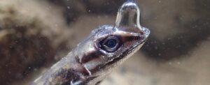 A Breath of (Semi-)Fresh Air: Scientists Find Anoles That Breathe Underwater