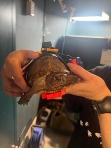 Wholly Moses? An injured turtle finds new mobility through the kindness of redditors