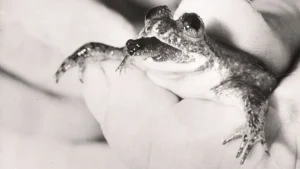 Out of the Mouth of Frogs … and into the Record Books!